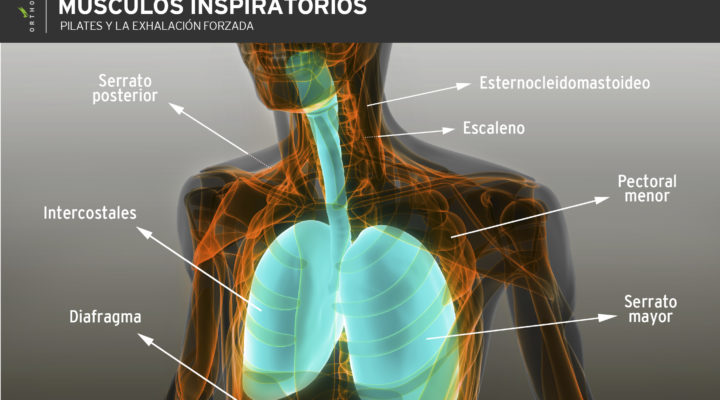 musculos-inspiratorios-pilates