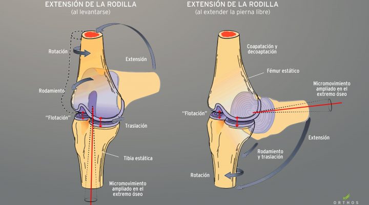 movilizaciones-osteopaticas-osteopatia