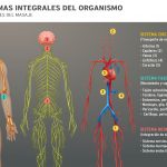 sistemas-integrales-del-organismo