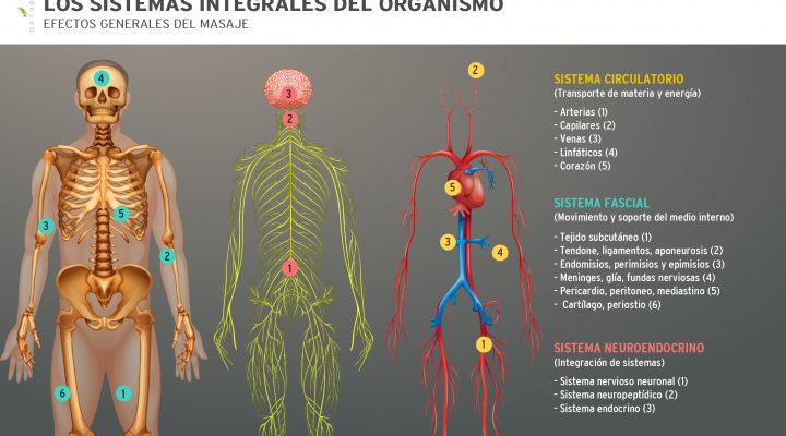 sistemas-integrales-del-organismo