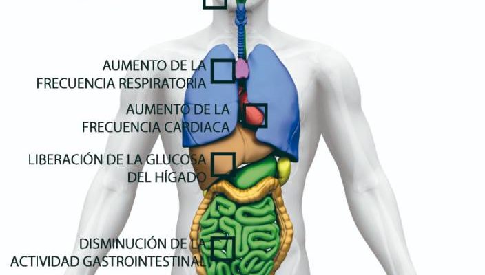 sistema-nervioso-simpatico-masaje-efectos-estimulantes